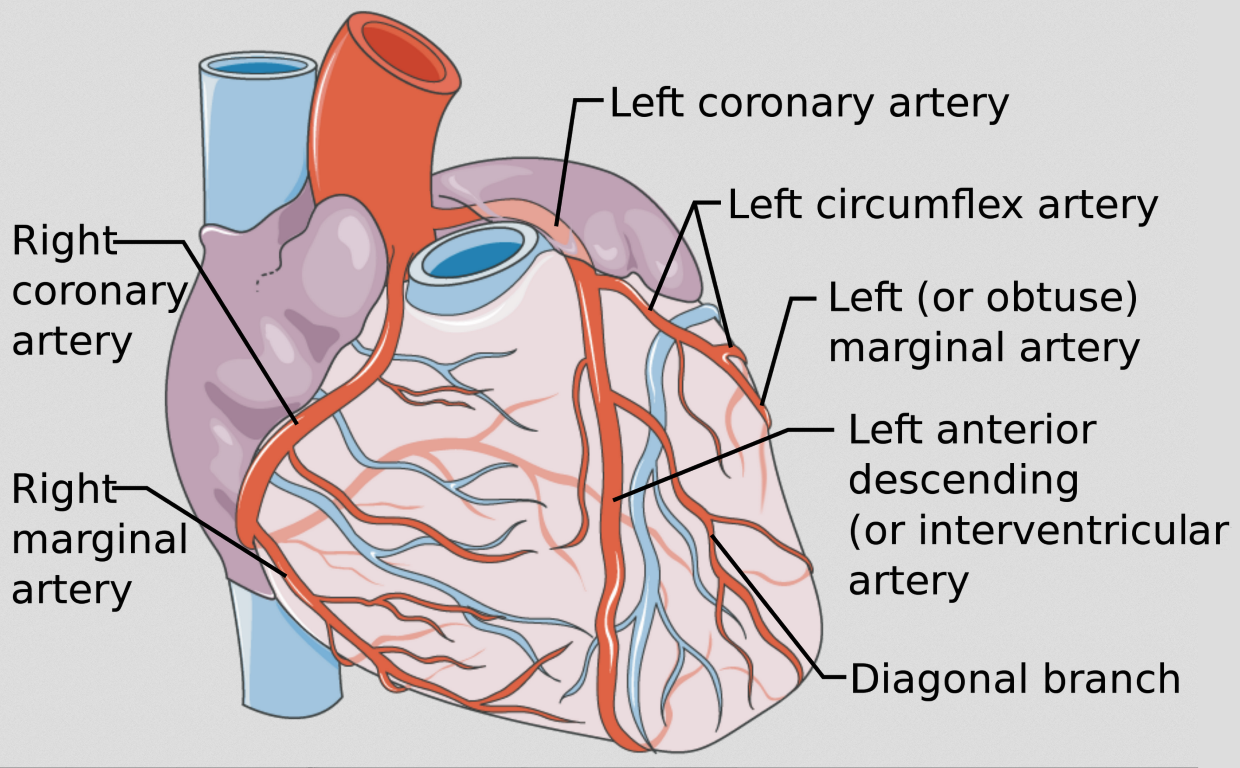 coronary circulation diagram blood flow