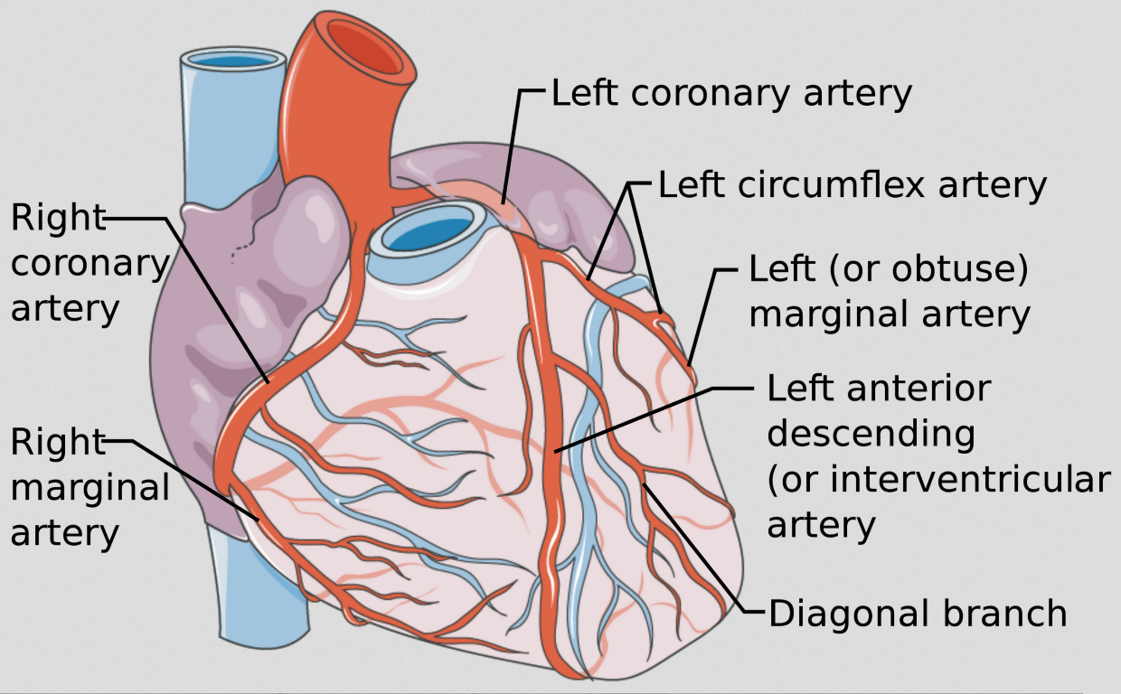 coronary arteries diagram